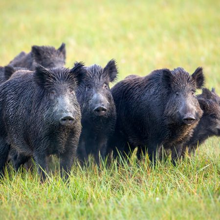 A herd of wild boars, sus scrofa, on a meadow wet from dew. Wild animals in nature early in the morning with moisture covered grass. Mammals in wilderness.